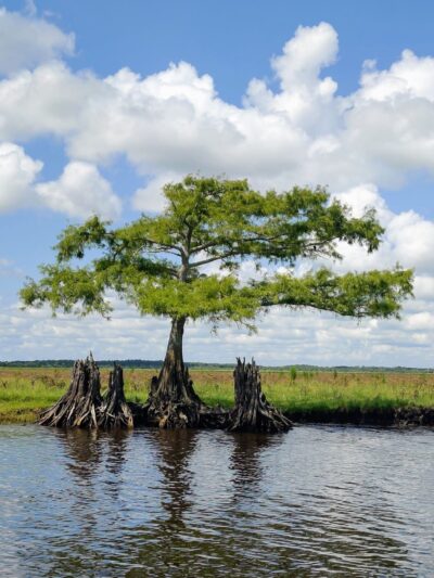 Seminole Ranch Conservation Area - Christmas, FL