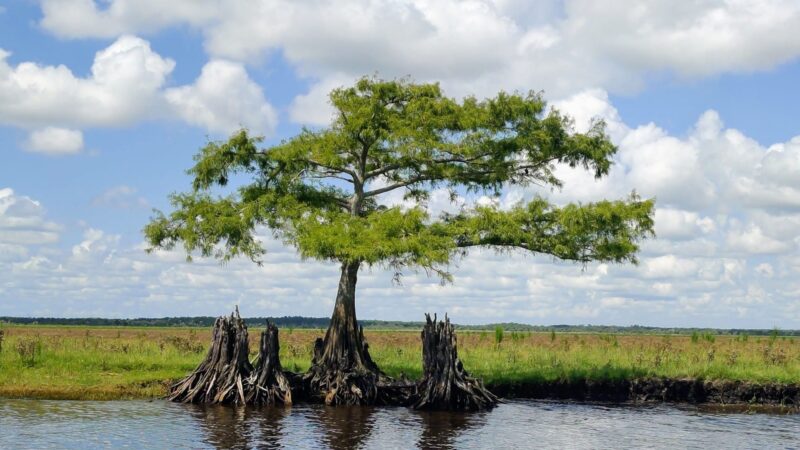 Seminole Ranch Conservation Area - Christmas, FL