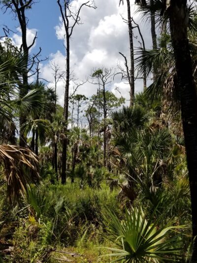 Tosohatchee Wildlife Management Area - Christmas, FL