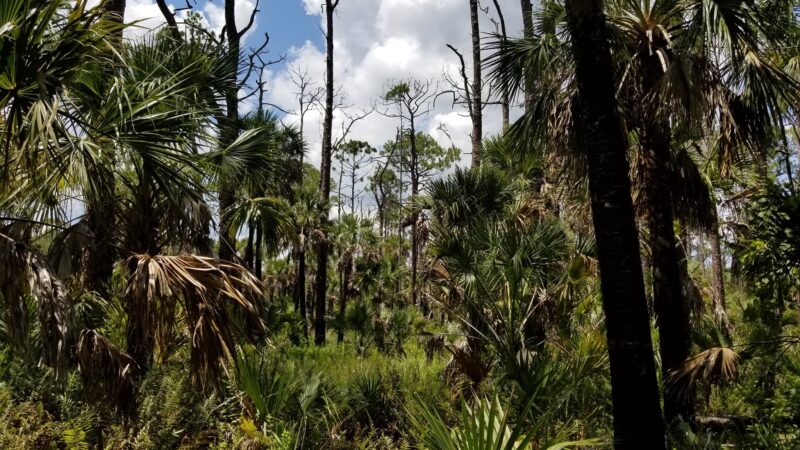 Tosohatchee Wildlife Management Area - Christmas, FL