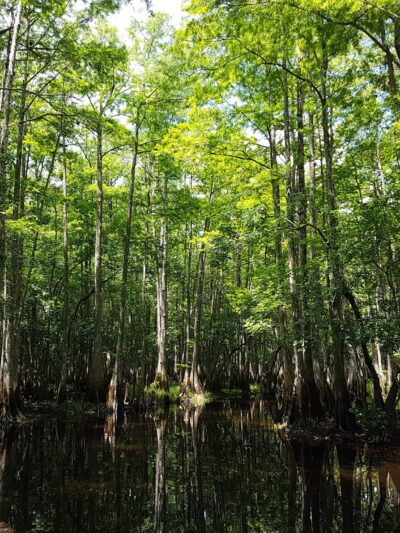 Tosohatchee Wildlife Management Area - Christmas, FL