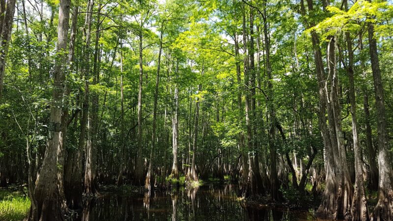 Tosohatchee Wildlife Management Area - Christmas, FL
