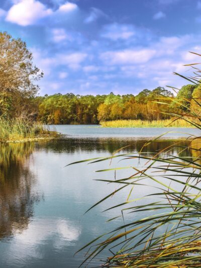 Tosohatchee Wildlife Management Area - Christmas, FL