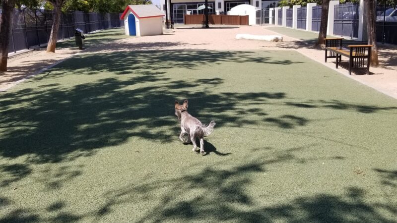Town Center Dog Park - Chula Vista, CA