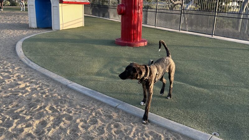 Town Center Dog Park - Chula Vista, CA