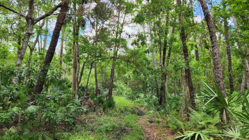 Chuluota Wilderness Area - Chuluota, FL