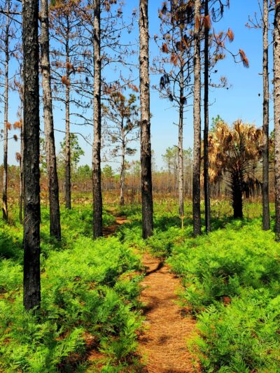Chuluota Wilderness Area - Chuluota, FL