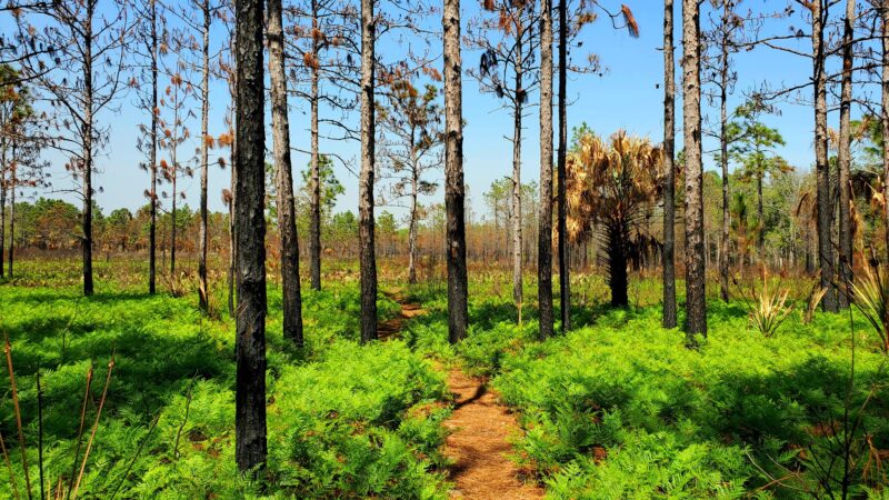 Chuluota Wilderness Area - Chuluota, FL