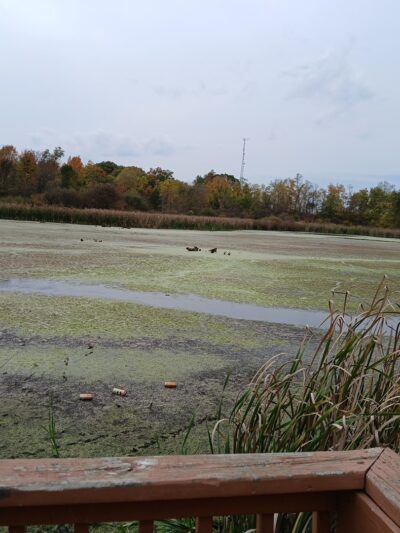 Churubusco Park Wetland - Churubusco, IN