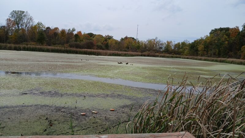 Churubusco Park Wetland - Churubusco, IN