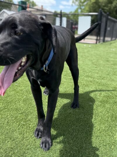 Brave Like Brayden Dog Park - Cincinnati, OH