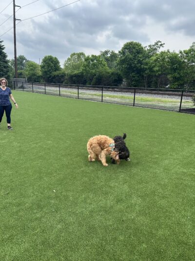 Brave Like Brayden Dog Park - Cincinnati, OH
