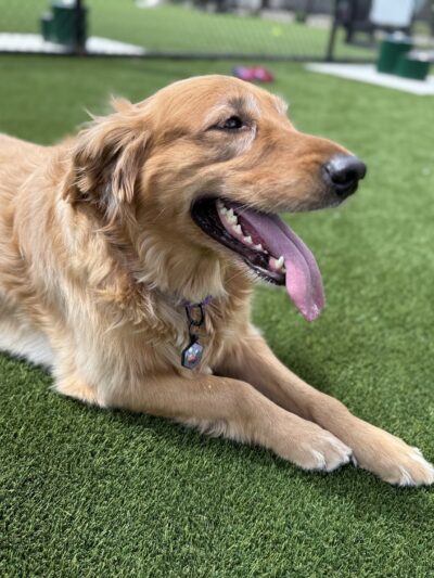 Brave Like Brayden Dog Park - Cincinnati, OH