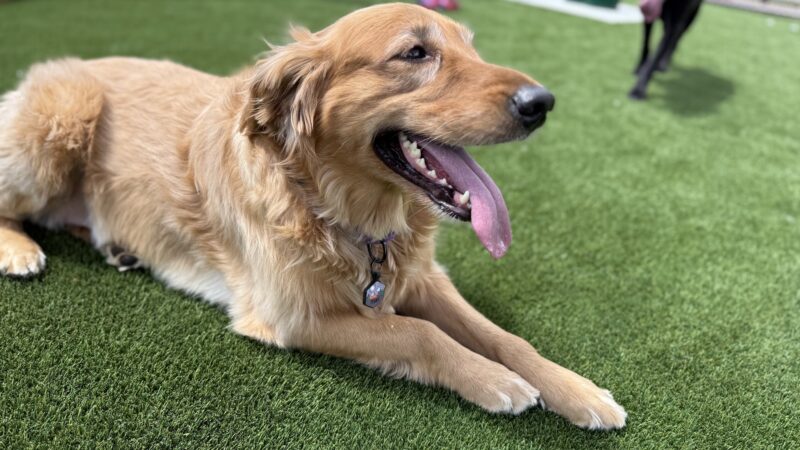 Brave Like Brayden Dog Park - Cincinnati, OH