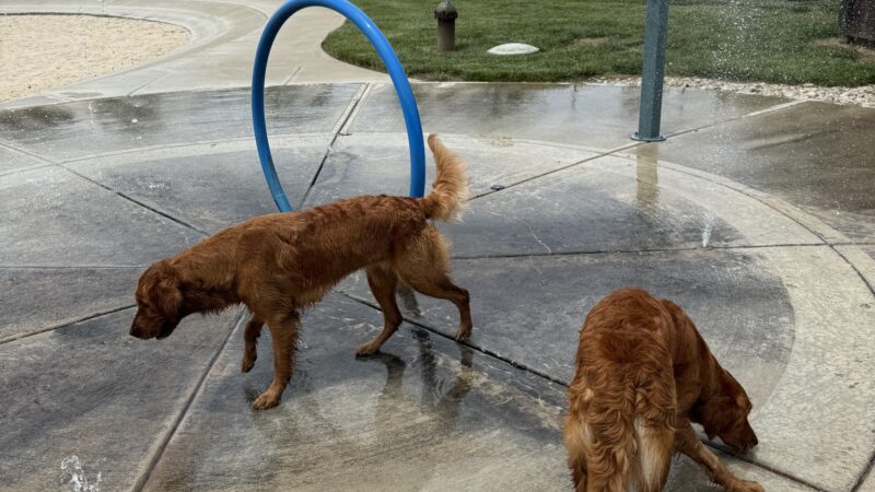RJ Wags Park - Cincinnati, OH