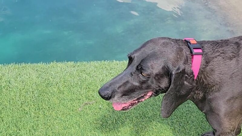 RJ Wags Park - Cincinnati, OH