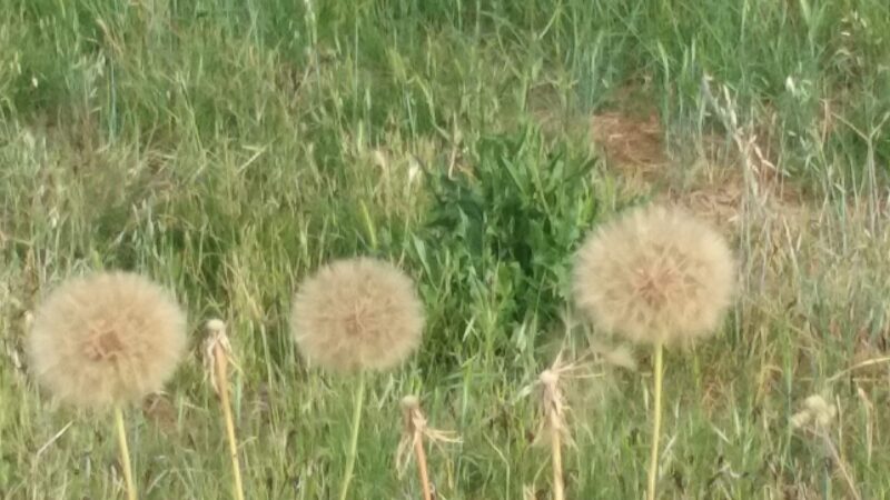 Cherry Creek Manor Park - Citrus Heights, CA