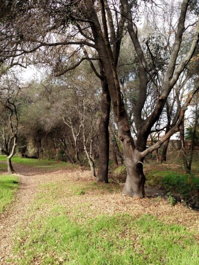 Cherry Creek Manor Park - Citrus Heights, CA