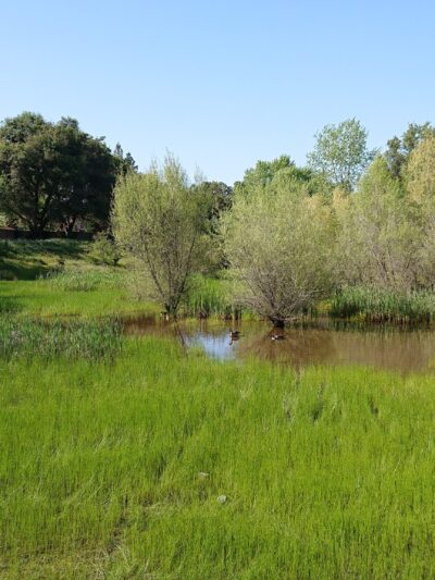 Stock Ranch Nature Preserve - Citrus Heights, CA