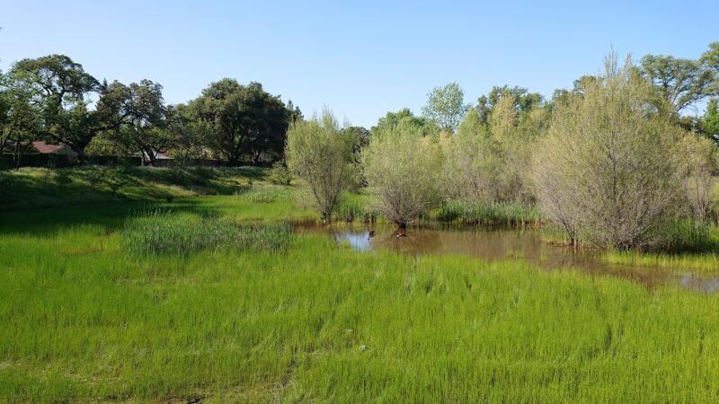 Stock Ranch Nature Preserve - Citrus Heights, CA