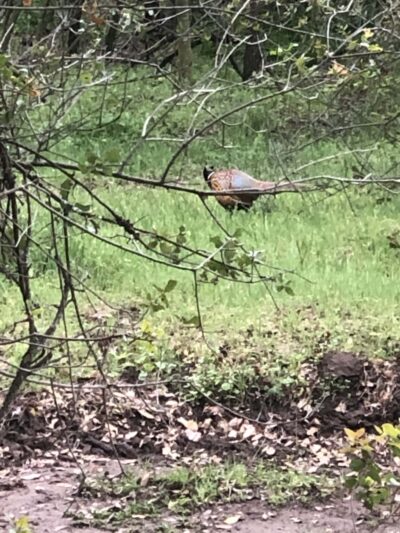 Stock Ranch Nature Preserve - Citrus Heights, CA