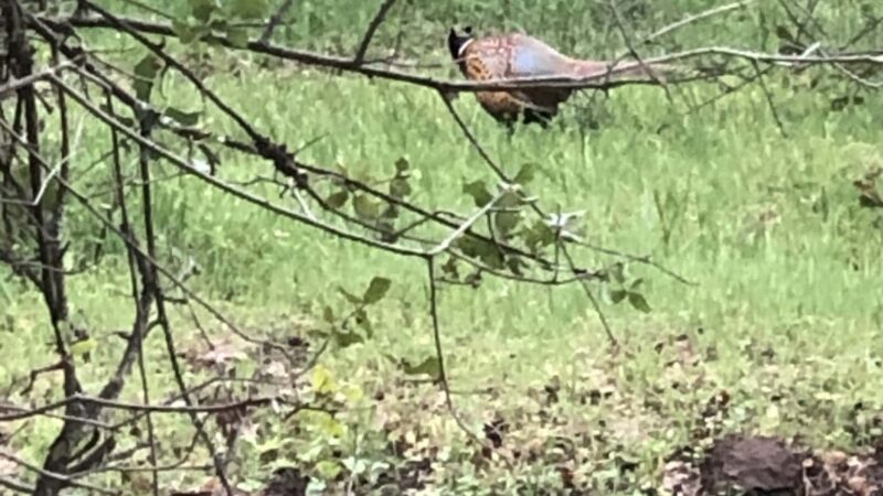 Stock Ranch Nature Preserve - Citrus Heights, CA