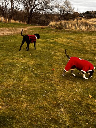 Pippin's Island - Clarkston, WA