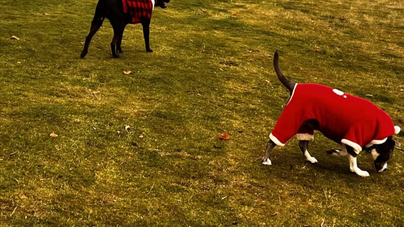 Pippin's Island - Clarkston, WA