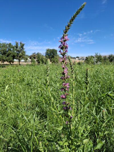 Pippin's Island - Clarkston, WA