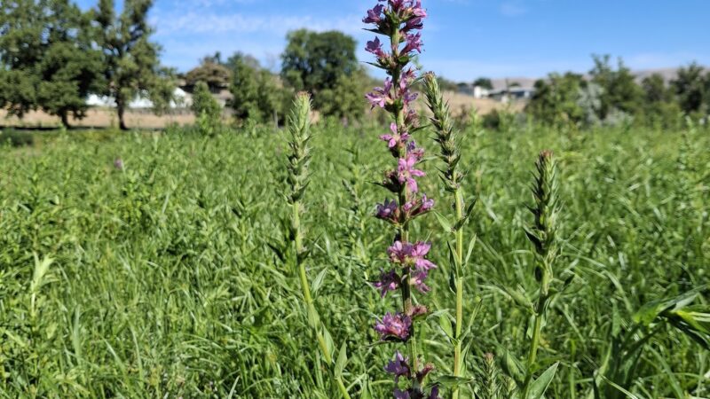 Pippin's Island - Clarkston, WA