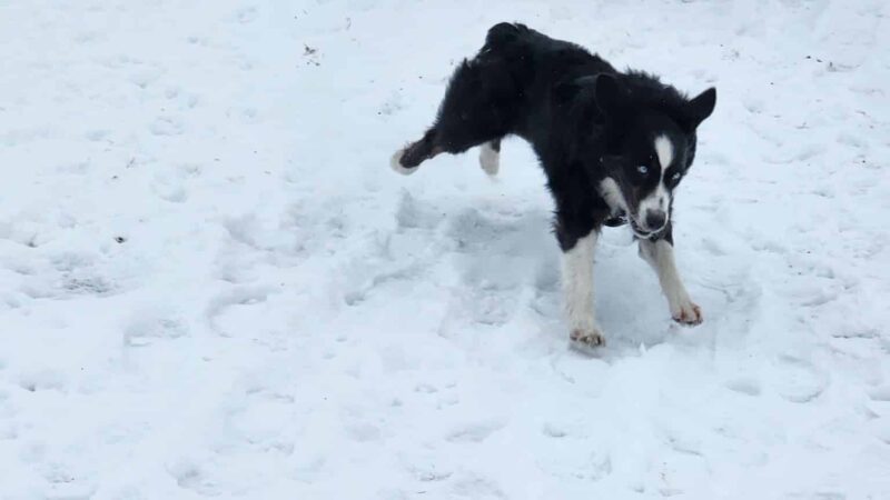 Pippin's Island - Clarkston, WA