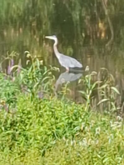 Pippin's Island - Clarkston, WA