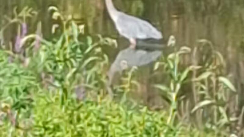 Pippin's Island - Clarkston, WA