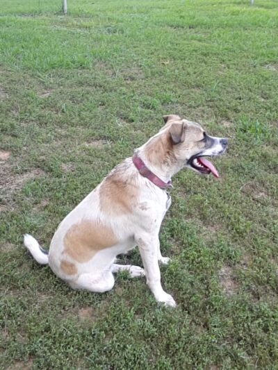 Heritage Dog Park - Clarksville, TN