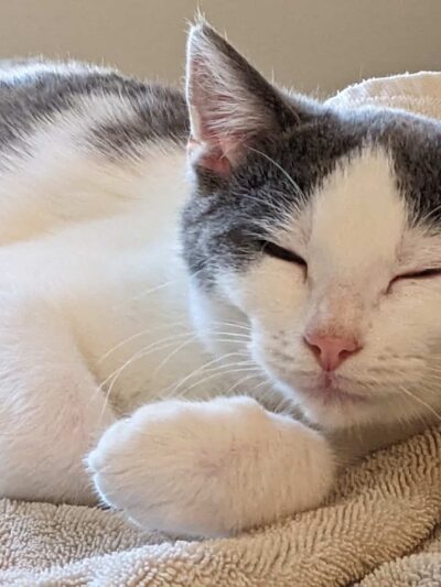 Powell County Animal Shelter - Clay City, KY