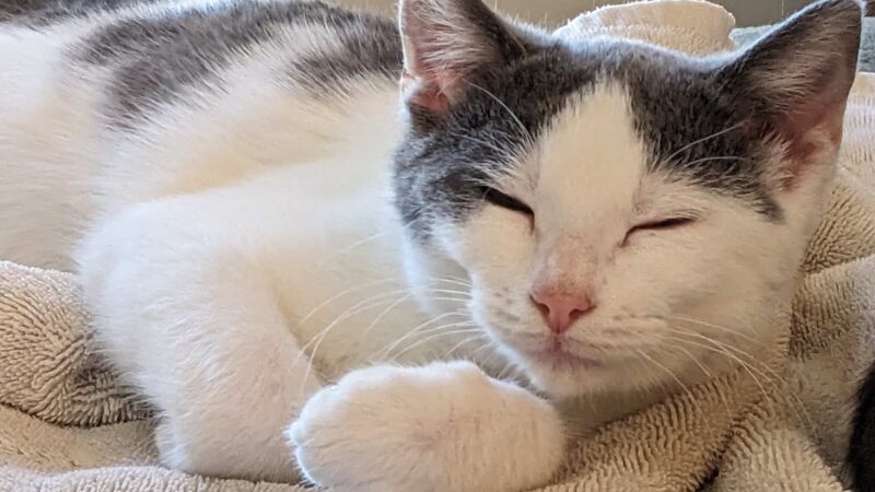 Powell County Animal Shelter - Clay City, KY