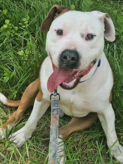 Powell County Animal Shelter - Clay City, KY