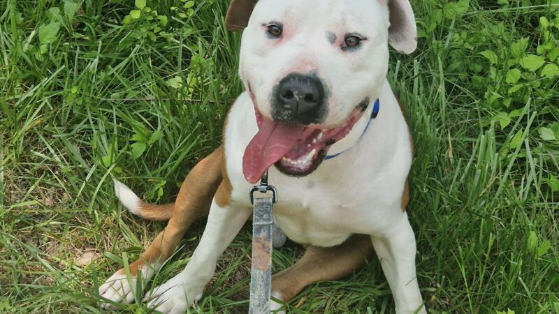 Powell County Animal Shelter - Clay City, KY