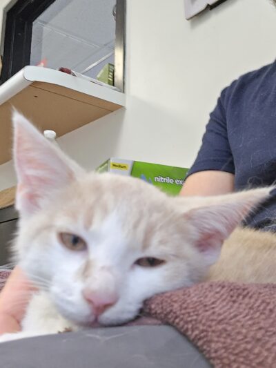 Powell County Animal Shelter - Clay City, KY