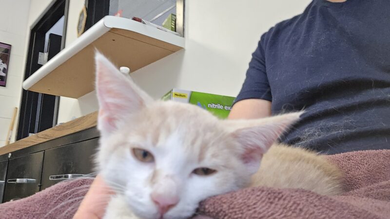 Powell County Animal Shelter - Clay City, KY