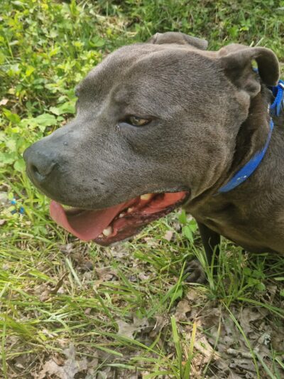 Powell County Animal Shelter - Clay City, KY