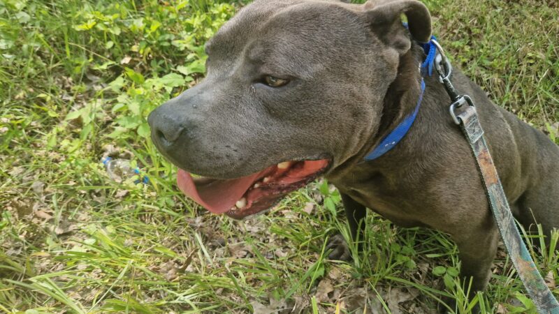 Powell County Animal Shelter - Clay City, KY