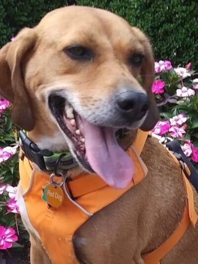 Red Dog Ridge Campground - Clay City, KY