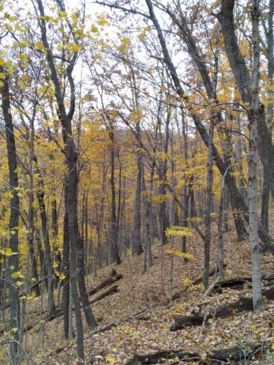 Red Dog Ridge Campground - Clay City, KY