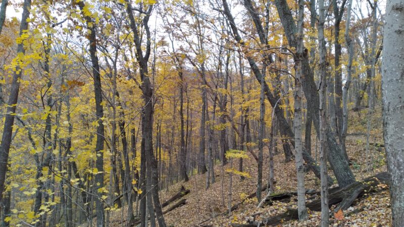Red Dog Ridge Campground - Clay City, KY