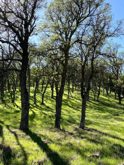 Diablo State Park - Clayton, CA