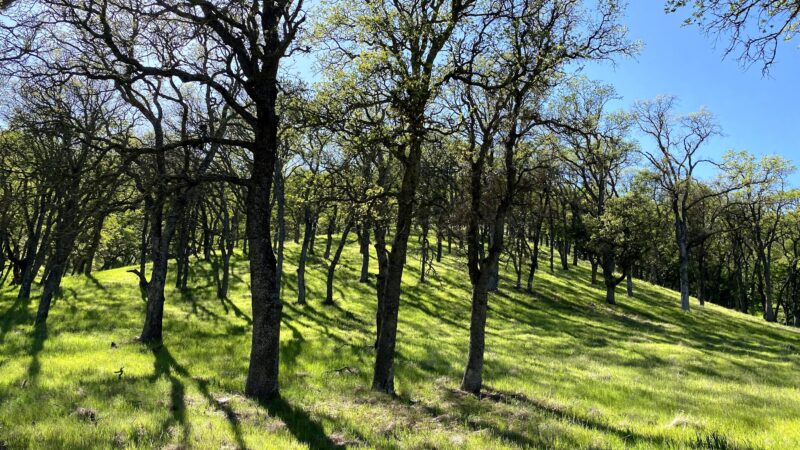 Diablo State Park - Clayton, CA