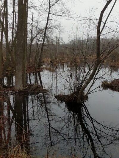 Glassboro Wildlife Management Area - Clayton, NJ