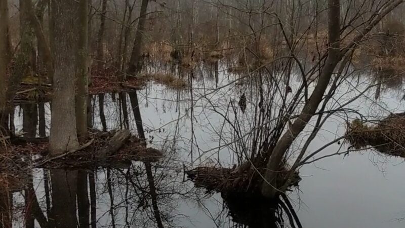 Glassboro Wildlife Management Area - Clayton, NJ