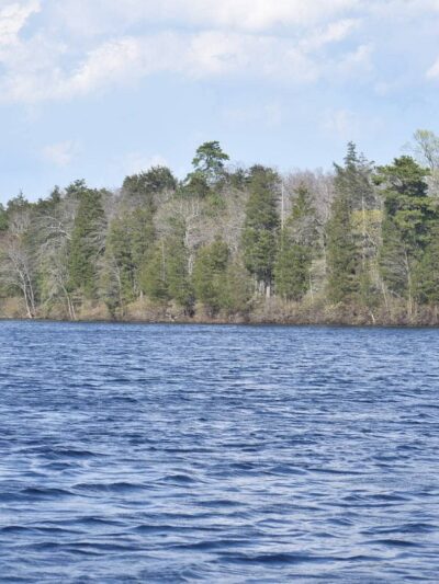 Glassboro Wildlife Management Area - Clayton, NJ